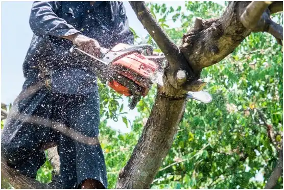 tree services La Puerta